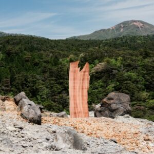 Locally grown trees - 霧島地域の木　樹齢500年の島楠