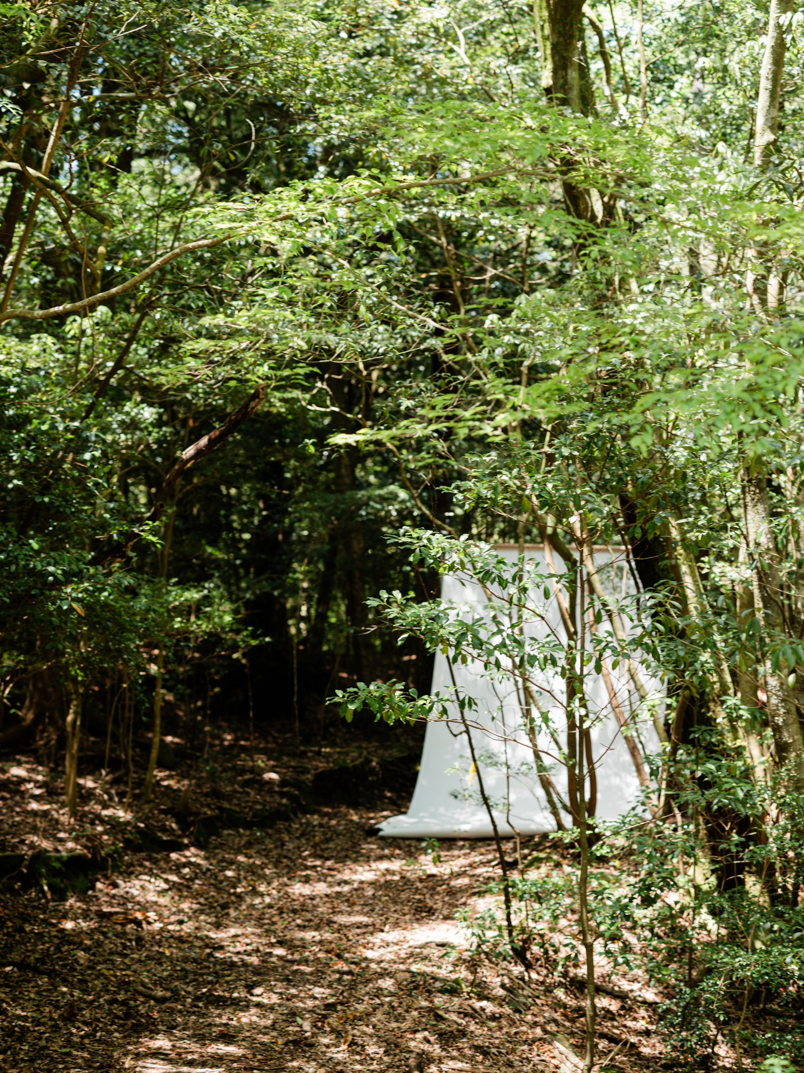 山林のなかの一枚板|木六竹八
